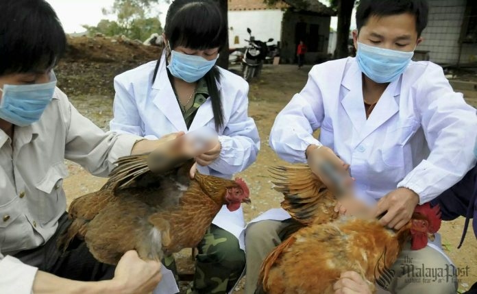 Tak Cukup Dengan Isu Coronavirus, Muncul Pula Wabak H5N1 Di Negara China