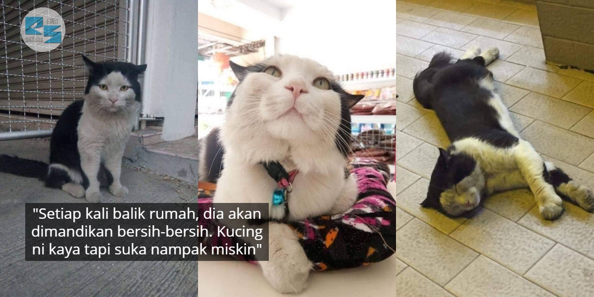 [FOTO] Menyamar Macam Kucing Comot Tepi Jalan, Padahal Bertuankan Orang Kaya
