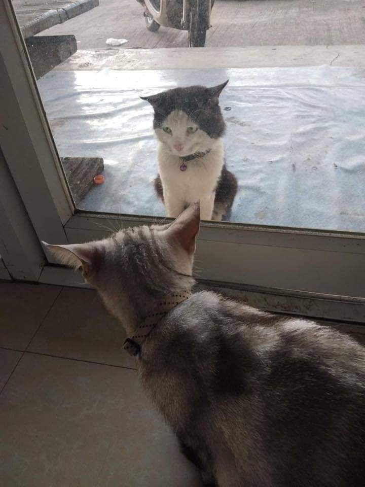 [FOTO] Menyamar Macam Kucing Comot Tepi Jalan, Padahal Bertuankan Orang Kaya