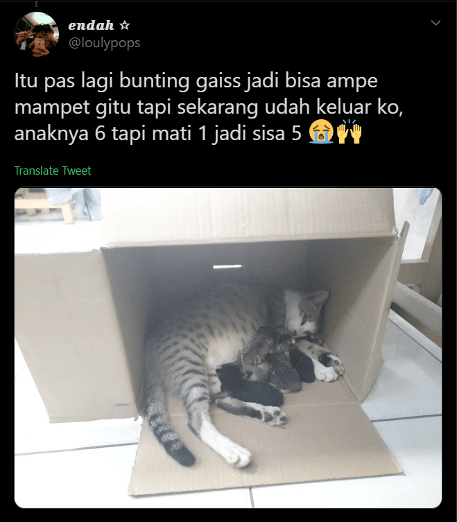 [VIDEO] Gabra Kucing Bunting Tersangkut Dalam Lubang, 1 Kelas Gigih Selamatkan