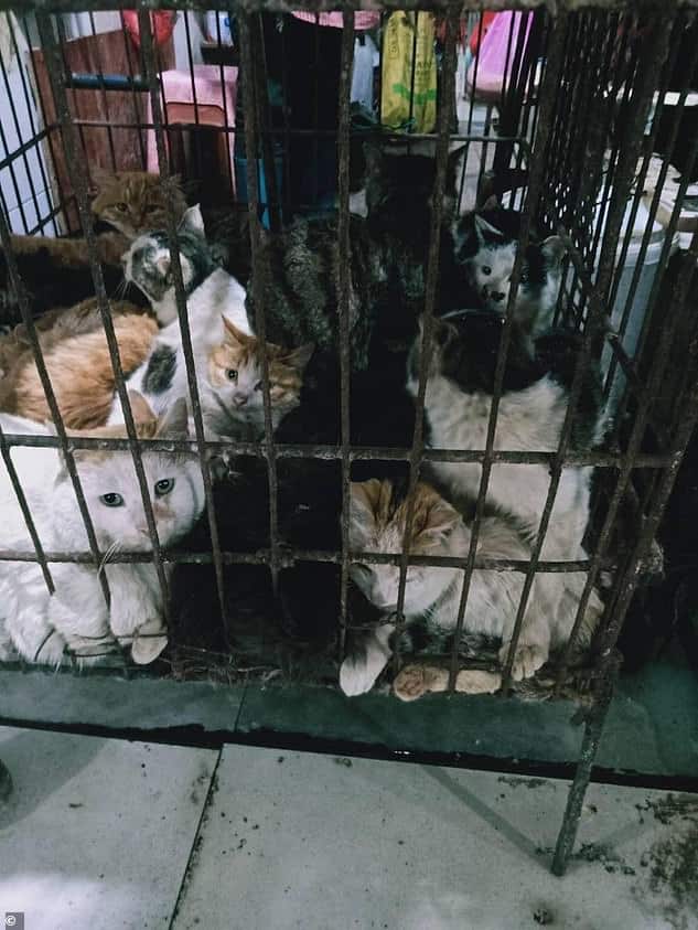 Ibarat Tak Serik Sebar Virus, Pasar Di China Aktif Semula Jual Haiwan Eksotik