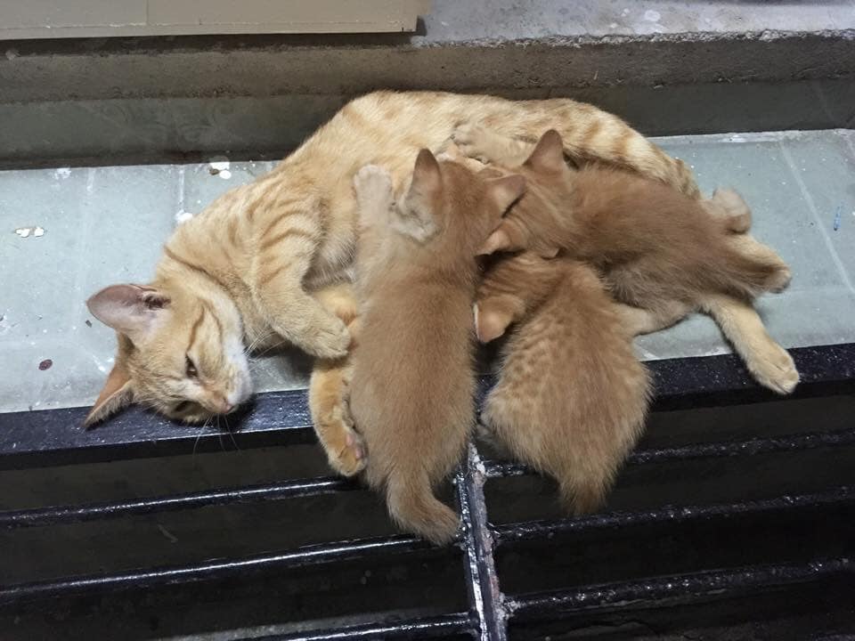 Usahlah Jadi Seperti Kucing, Sanggup Terima Mana-Mana ‘Jantan’ Demi Nak Kahwin