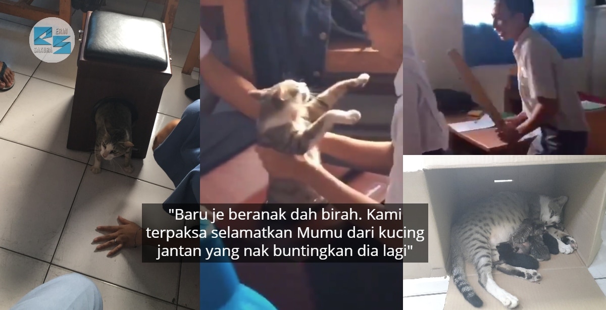 [VIDEO] Gabra Kucing Bunting Tersangkut Dalam Lubang, 1 Kelas Gigih Selamatkan