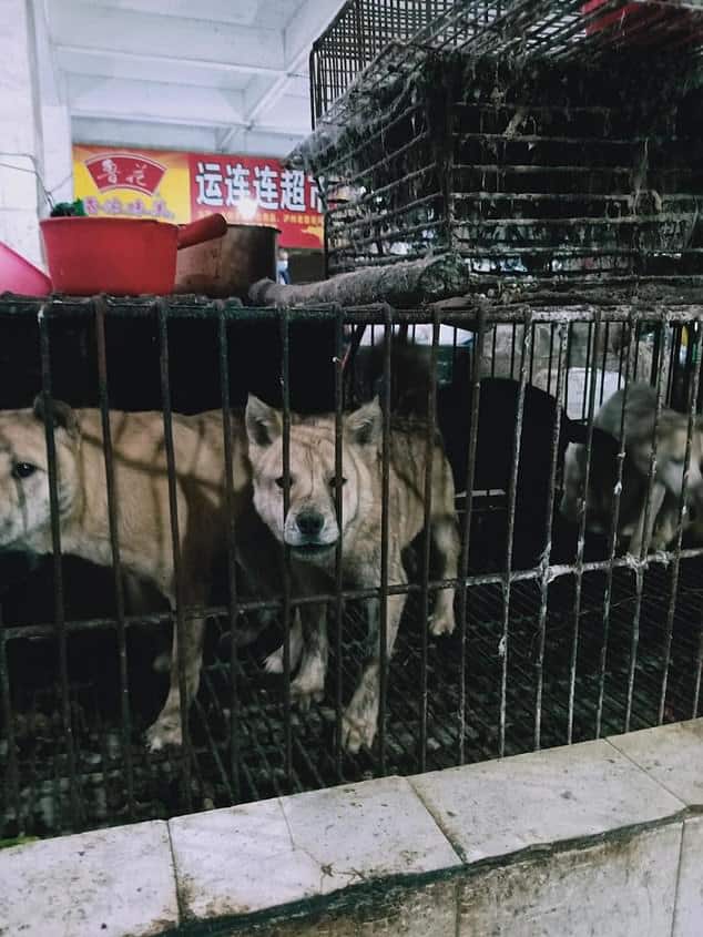 Ibarat Tak Serik Sebar Virus, Pasar Di China Aktif Semula Jual Haiwan Eksotik