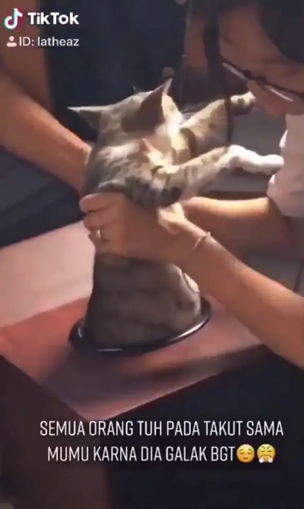 [VIDEO] Gabra Kucing Bunting Tersangkut Dalam Lubang, 1 Kelas Gigih Selamatkan
