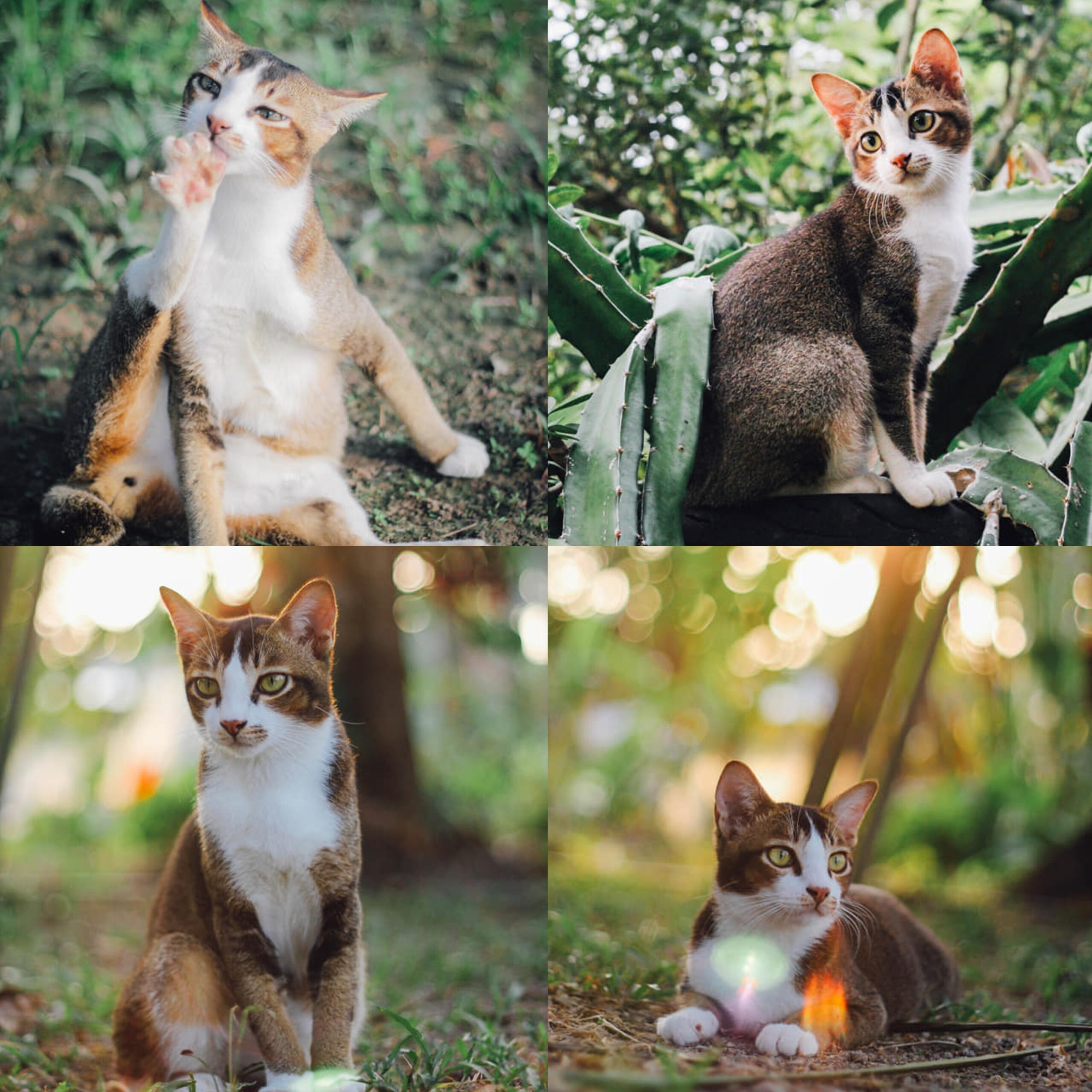 [FOTO] Hebat Beraksi Depan Kamera, Hasil ‘Candid’ Si Bulus Ini Mantap Habis