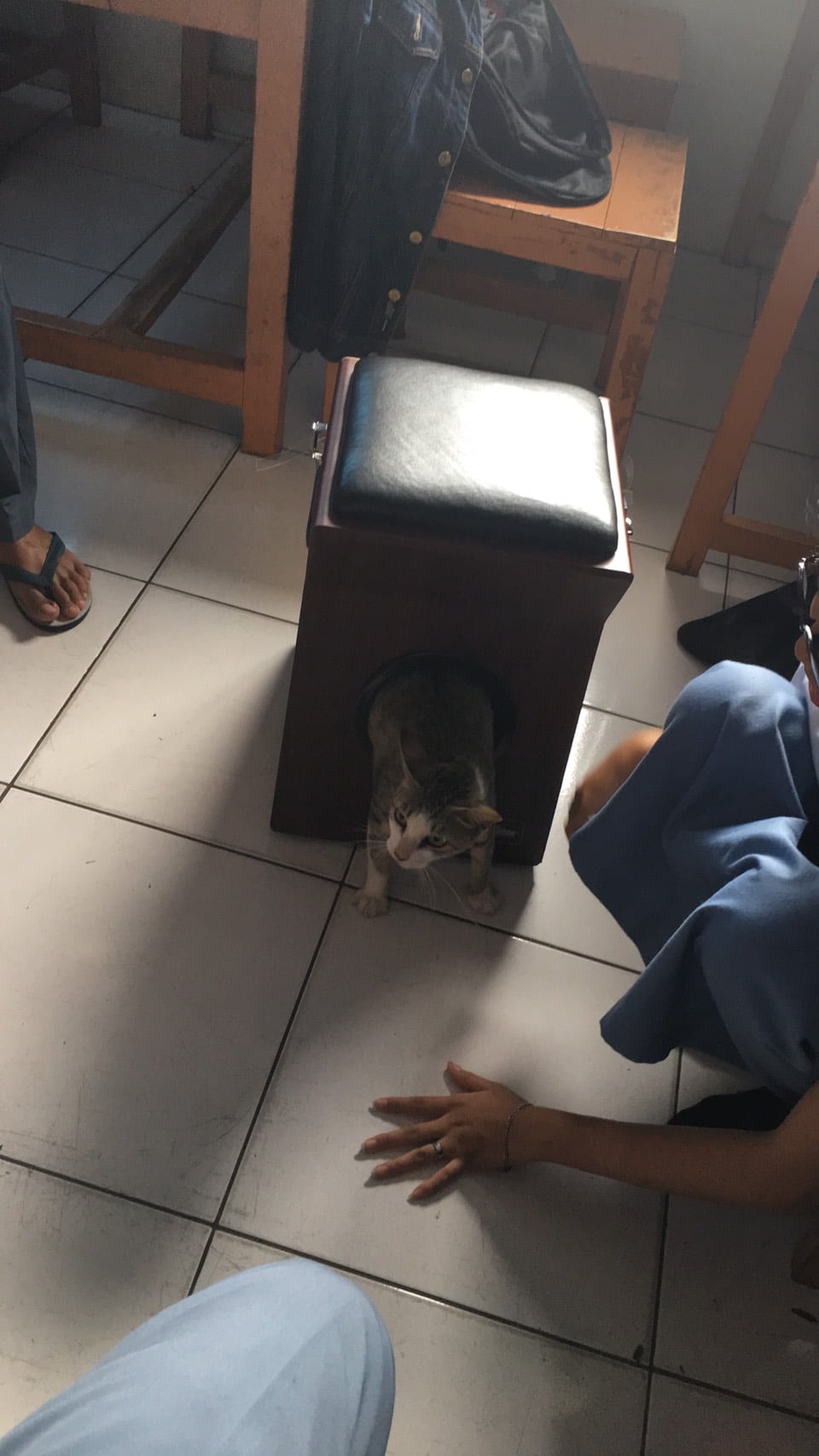 [VIDEO] Gabra Kucing Bunting Tersangkut Dalam Lubang, 1 Kelas Gigih Selamatkan