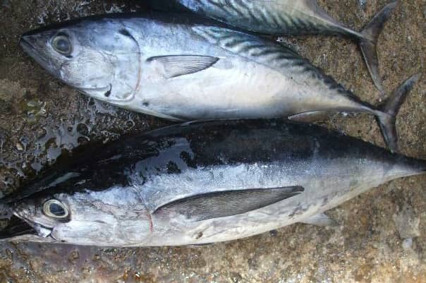 Lelaki Panik Keluarga Dikejar Penanggal, Rupanya ‘Ikan Tongkol’ Menjadi Punca..