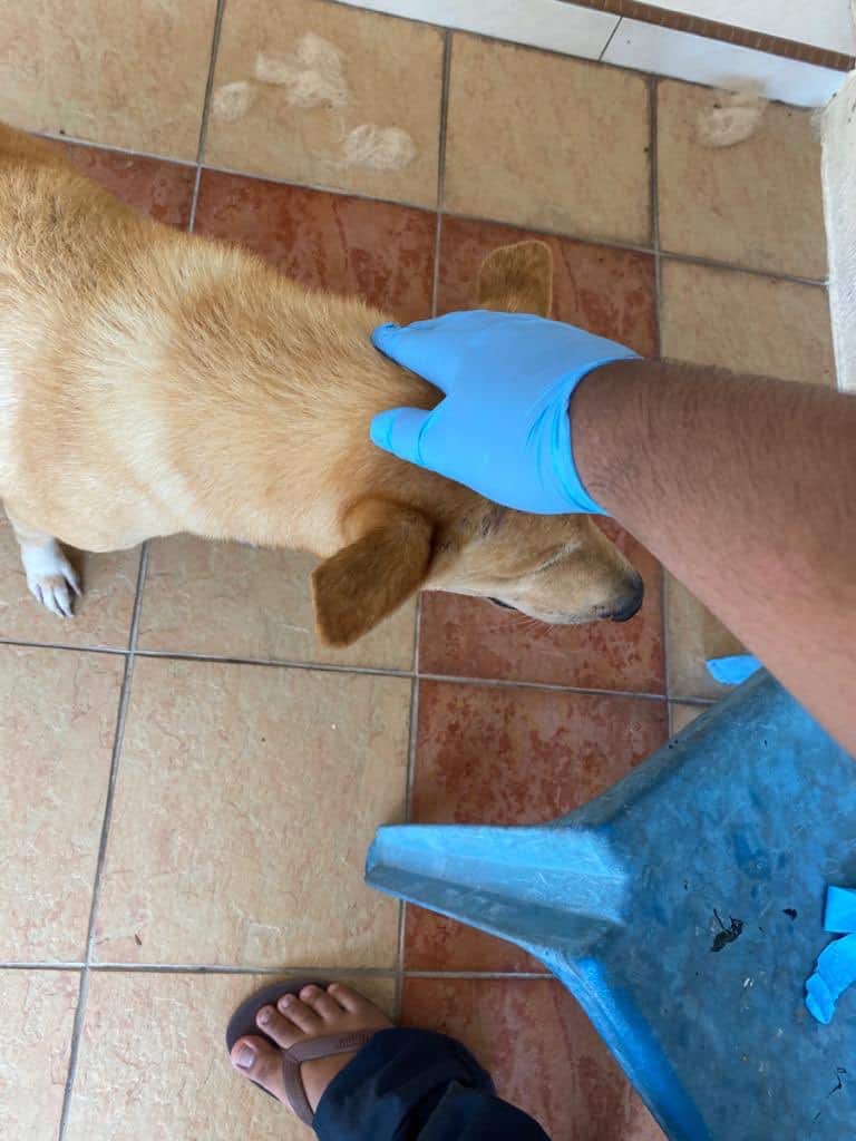 Anjing Buta Setia Tunggu Depan Pintu Lepas Kena Tinggal Dengan Tuan Rumah