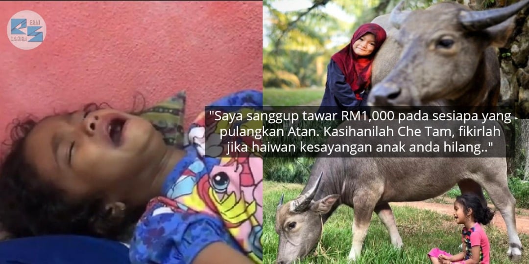 [VIDEO] Che Tam Tak Henti Meraung Sedih, ‘Atan’ Kerbau Kesayangan Hilang Dicuri