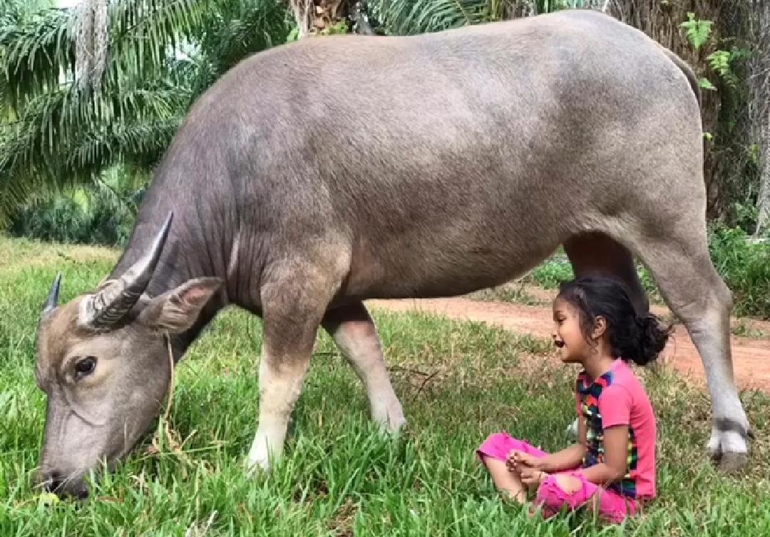 [VIDEO] Che Tam Tak Henti Meraung Sedih, ‘Atan’ Kerbau Kesayangan Hilang Dicuri