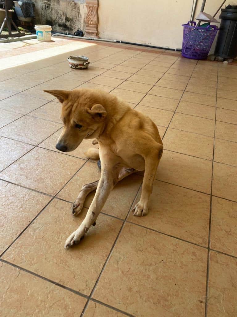 Anjing Buta Setia Tunggu Depan Pintu Lepas Kena Tinggal Dengan Tuan Rumah