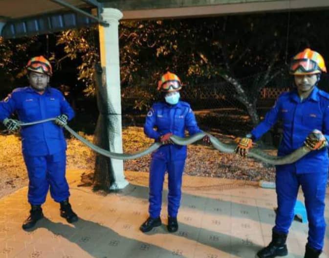 Gara-Gara Pintu Tak Berkunci, Suri Rumah Terkejut Dapat Tetamu Tak Diundang