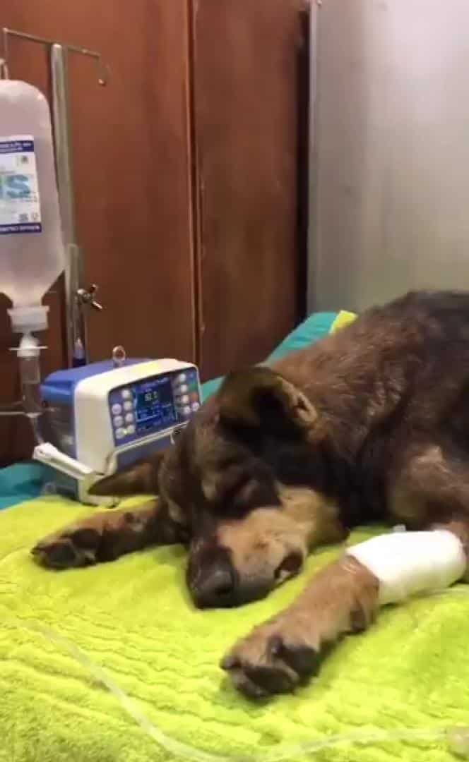 Lemah Sebab Tak Makan, Kebaikan Gadis Selamatkan Anjing Raih Pujian Ramai