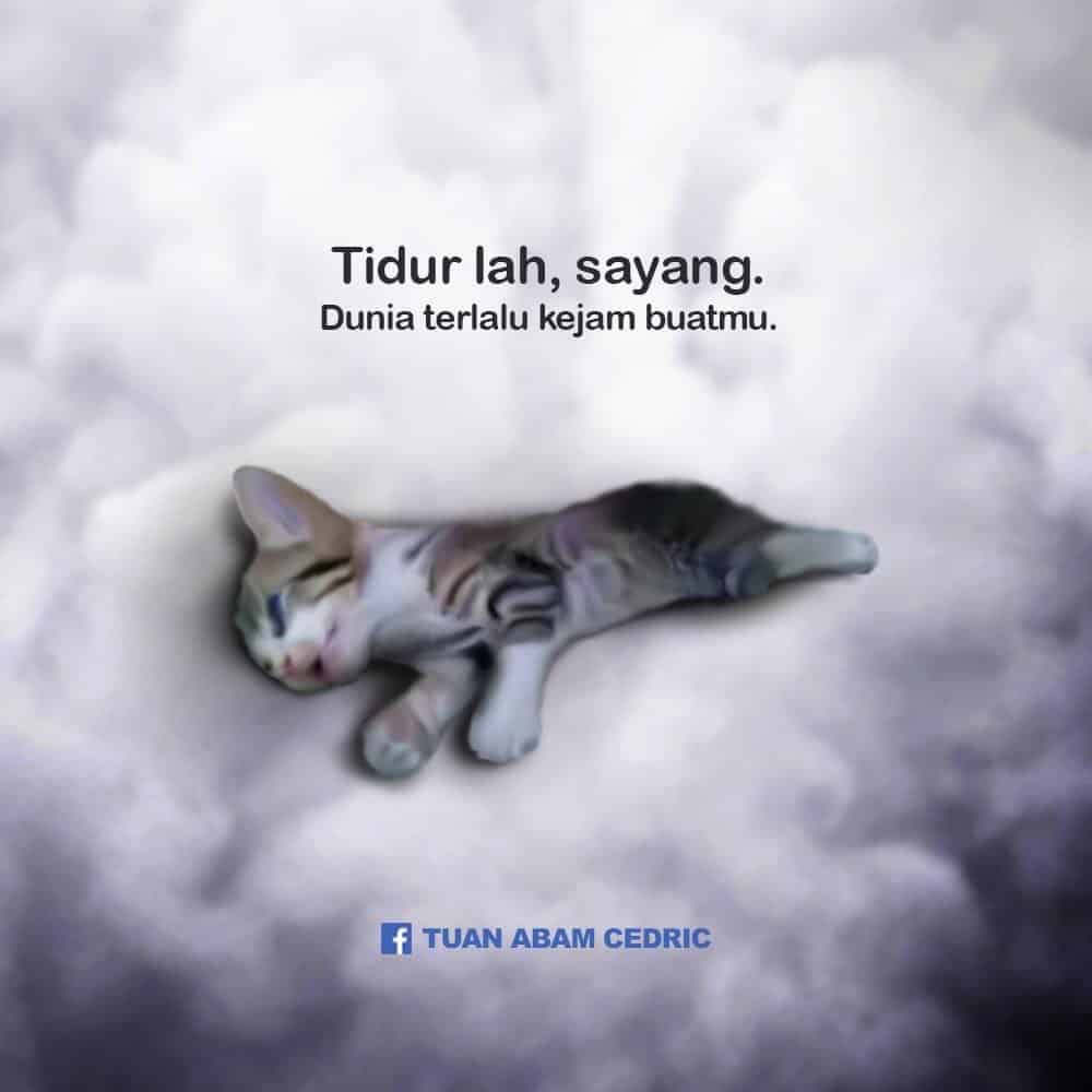 “Sungguh Hati Menangis Pilu, Payah Sangat Ke Terima Kucing?” – Pencinta Haiwan