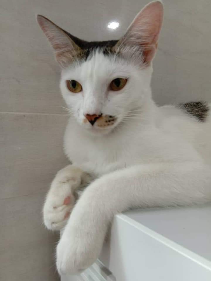 Dah 2 Hari Kucing Ajal,Pemilik Tahu Kisah Sebenar Bila Pelaku Mengaku Guna Nota