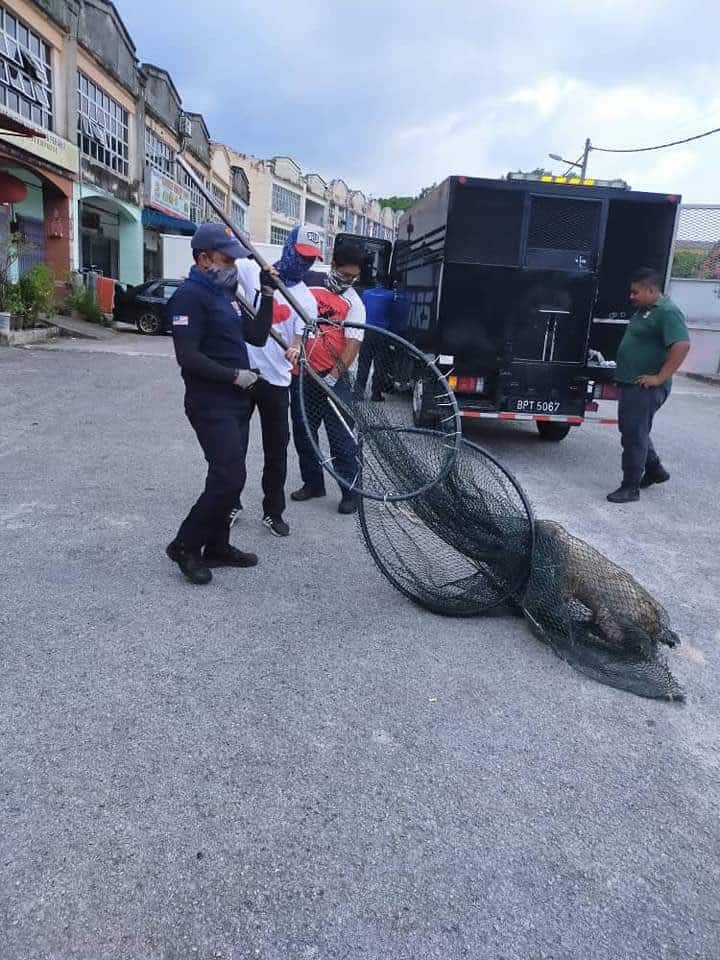 Warga Emas Ajal Tepi Jalan Kerana Masalah Jantung, Rupanya Dikejar Anjing Liar