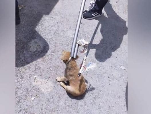 Warga Emas Ajal Tepi Jalan Kerana Masalah Jantung, Rupanya Dikejar Anjing Liar