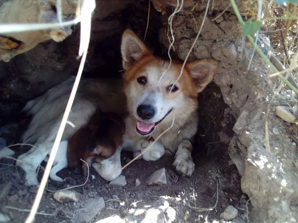 Ibu Anjing Terhutang Budi, Lelaki Sanggup Tanggung Kos Makan & Rawat 5 Anaknya
