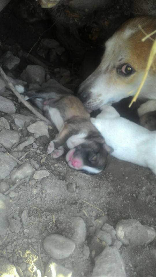 Ibu Anjing Terhutang Budi, Lelaki Sanggup Tanggung Kos Makan & Rawat 5 Anaknya