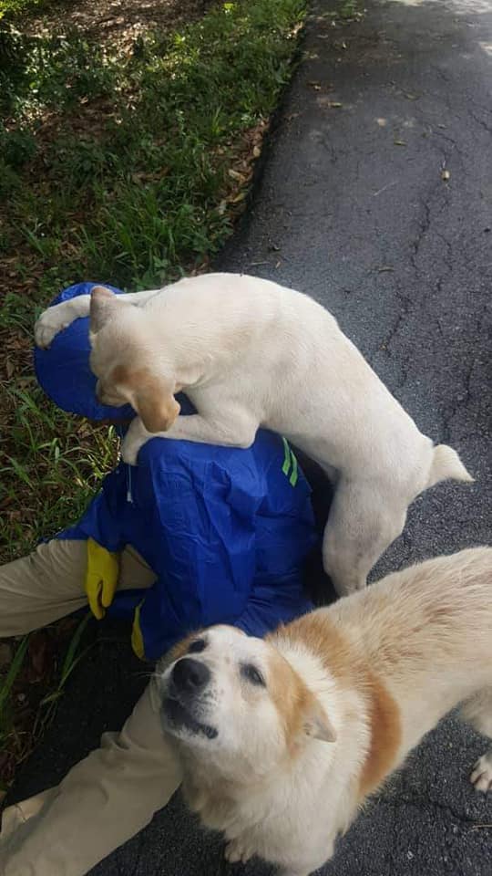 Ibu Anjing Terhutang Budi, Lelaki Sanggup Tanggung Kos Makan & Rawat 5 Anaknya