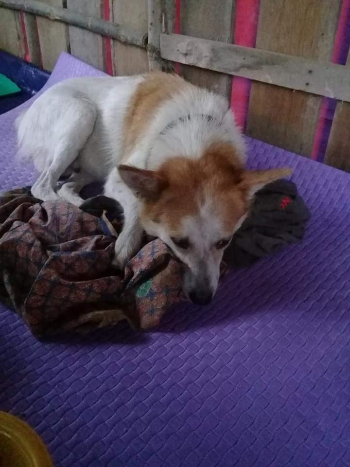 Ibu Anjing Terhutang Budi, Lelaki Sanggup Tanggung Kos Makan & Rawat 5 Anaknya