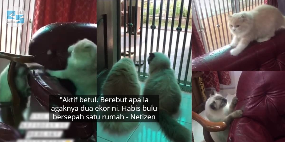 [VIDEO] Tuan Pening Tengok Sofa Berlubang, Jadi Gelanggang Tinju ‘Si Bulus’..