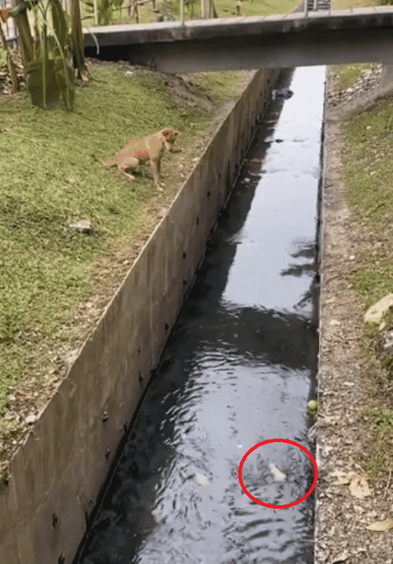 Sanggup Masuk Parit Nak Selamatkan Anak Anjing, Pemuda Ini Raih Pujian Netizen