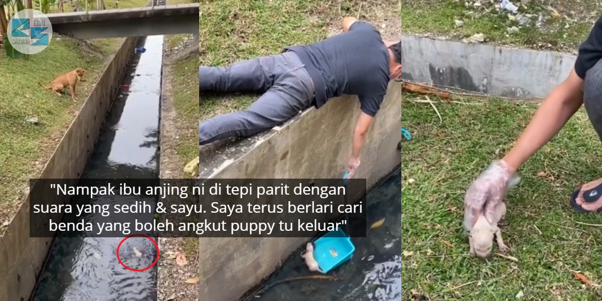 Sanggup Masuk Parit Nak Selamatkan Anak Anjing, Pemuda Ini Raih Pujian Netizen