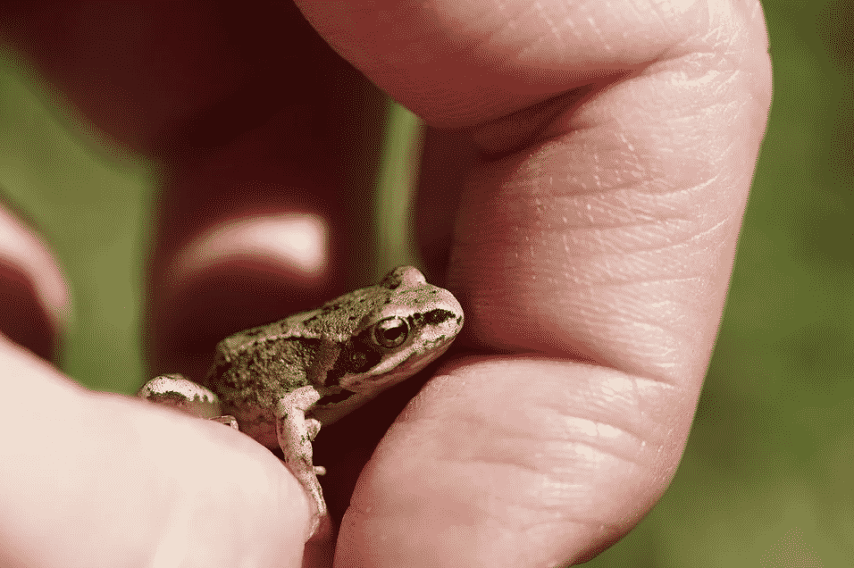 [VIDEO] Panik Katak ‘Terbang’ Depan Mata, Terus Menjerit Keluar Suara Perempuan