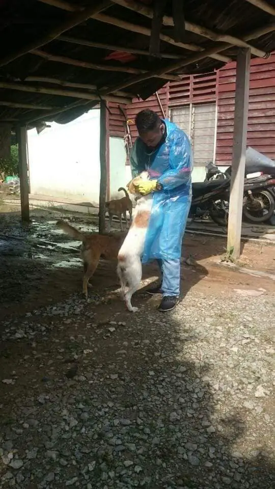 Ibu Anjing Terhutang Budi, Lelaki Sanggup Tanggung Kos Makan & Rawat 5 Anaknya