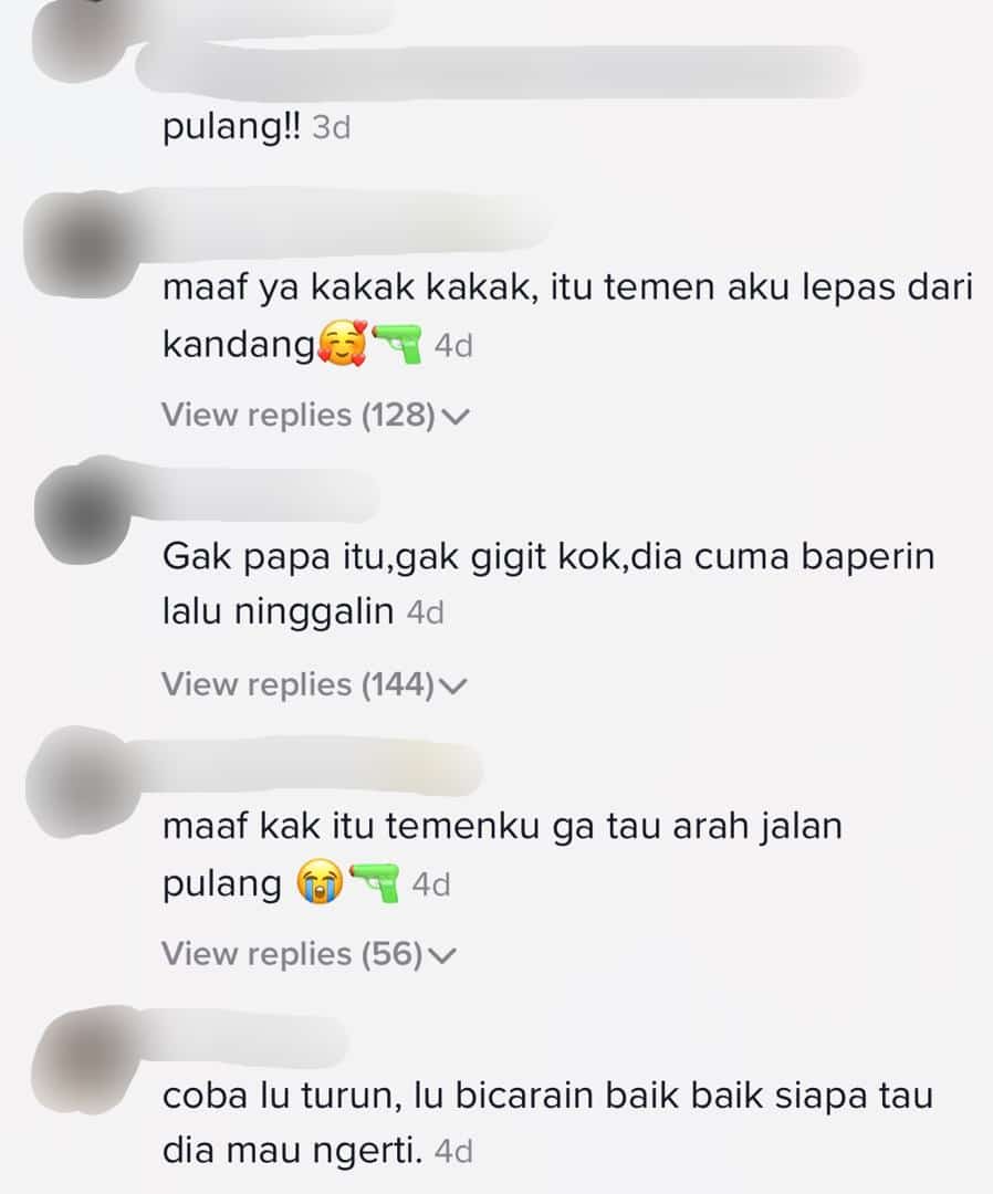 [VIDEO] Terserempak Babi Hutan Masa Hiking, Semua Tahan Gelak Nyorok Atas Pokok