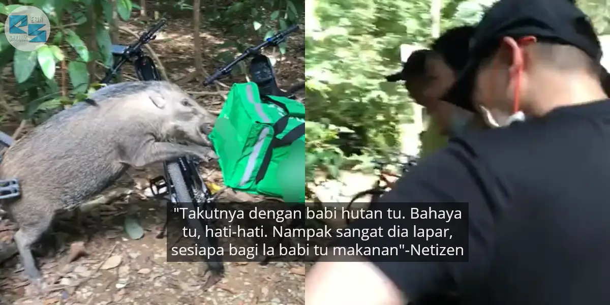 [VIDEO] Abang Rider Terkedu, Makanan Pelanggan Selamba ‘Diterjah’ Babi Hutan