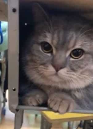 Gadis Terpaksa Bawa Kucing Ke Kelas, Duduk Diam Saja Bila Tersorok Bawah Meja