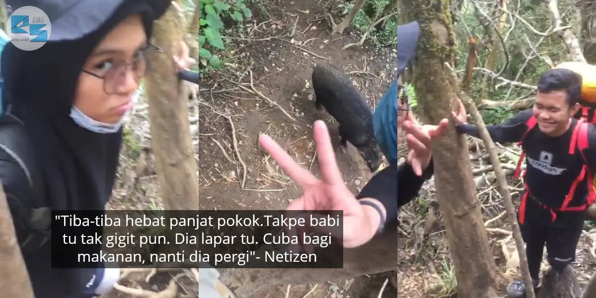 [VIDEO] Terserempak Babi Hutan Masa Hiking, Semua Tahan Gelak Nyorok Atas Pokok