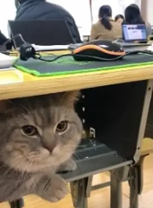 Gadis Terpaksa Bawa Kucing Ke Kelas, Duduk Diam Saja Bila Tersorok Bawah Meja