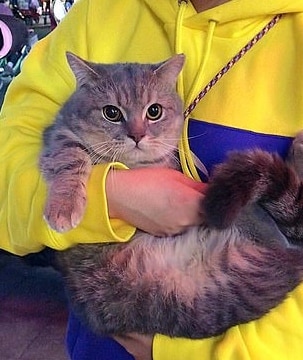 Gadis Terpaksa Bawa Kucing Ke Kelas, Duduk Diam Saja Bila Tersorok Bawah Meja