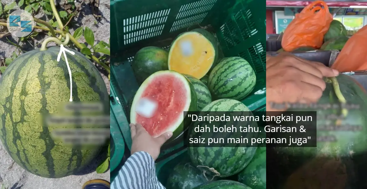 [VIDEO] Usah Ditipu Penjual Lagi, Rupanya Ini Tips Pilih Tembikai Confirm Masak