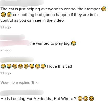 [VIDEO] Orang Lalu Lalang Semua Dicakar, Kenakalan Kucing Buat Ramai Terhibur