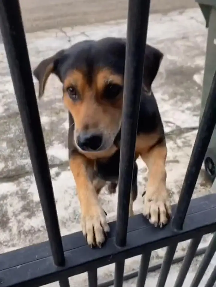 [VIDEO] Tunggu Makan Tiap Kali Balik Kerja, Anjing Jadi ‘Bodyguard’ Jaga Rumah