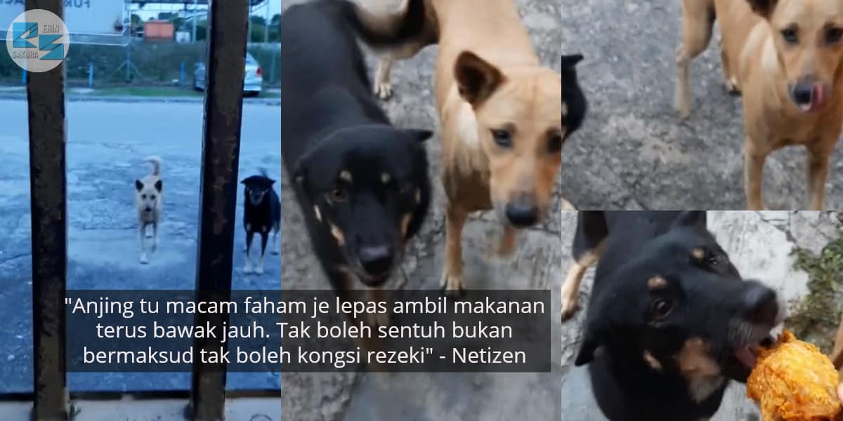 [VIDEO] Anak Teruja Main Banjir, Tapi Ayah Pula Yang Risau Bakal Dimarah Bini