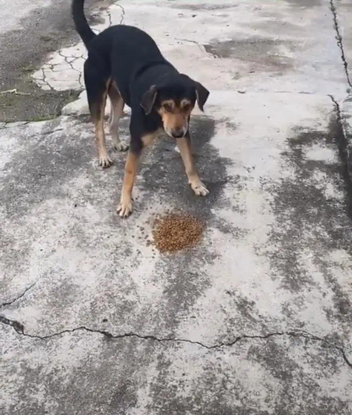 [VIDEO] Tunggu Makan Tiap Kali Balik Kerja, Anjing Jadi ‘Bodyguard’ Jaga Rumah