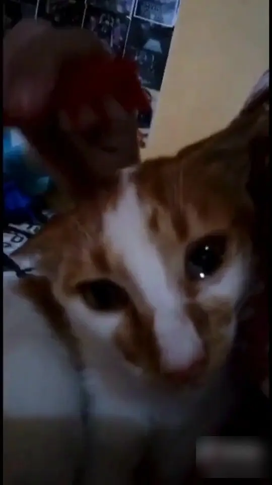 [VIDEO] Tuan Gosok Berus Gigi Di Kepala, Kucing Oyen Menangis Rindu Pada Ibu