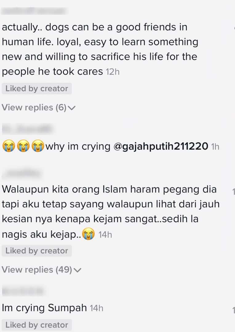 [VIDEO] Seronok Berlari-Lari Dengan Anjing Jalanan, Rupanya Pertemuan Terakhir