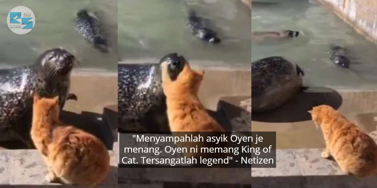 [VIDEO] Anjing Laut Buat Bising, Oyen Tampar Terus Terdiam & Merajuk Masuk Air