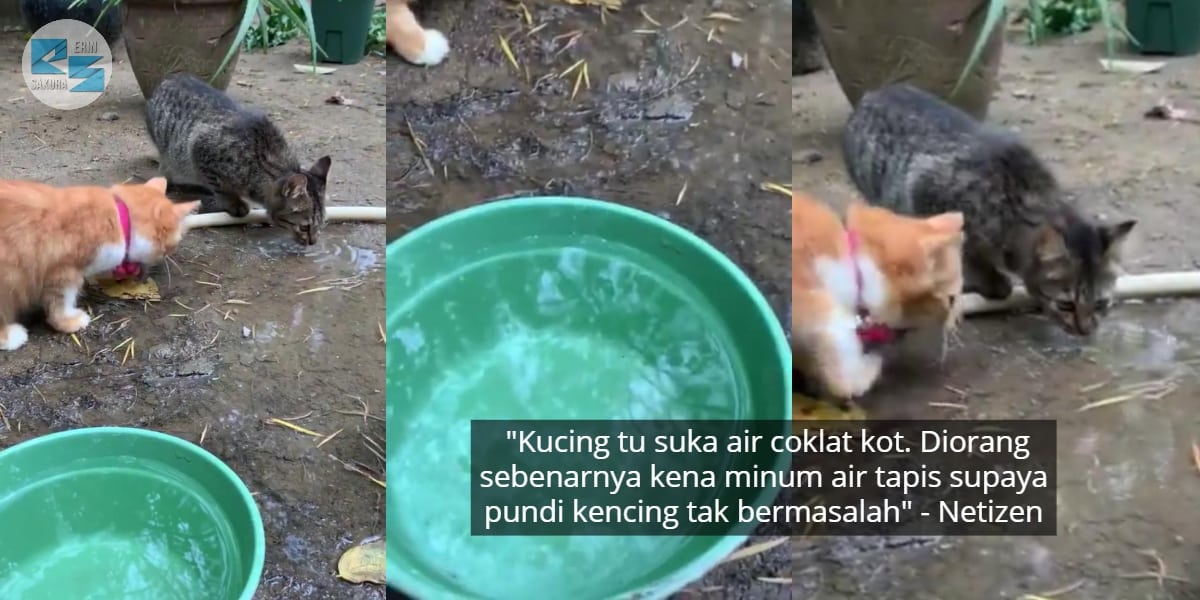 [VIDEO] Parodi Ayat-Ayat Cinta Sweet Habis, Muka ‘Si Bulus’ Jantan Curi Tumpuan